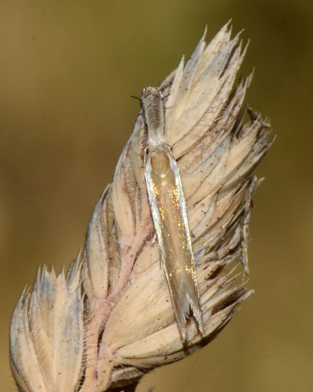 Pleurota aristella (Oecophoridae.)